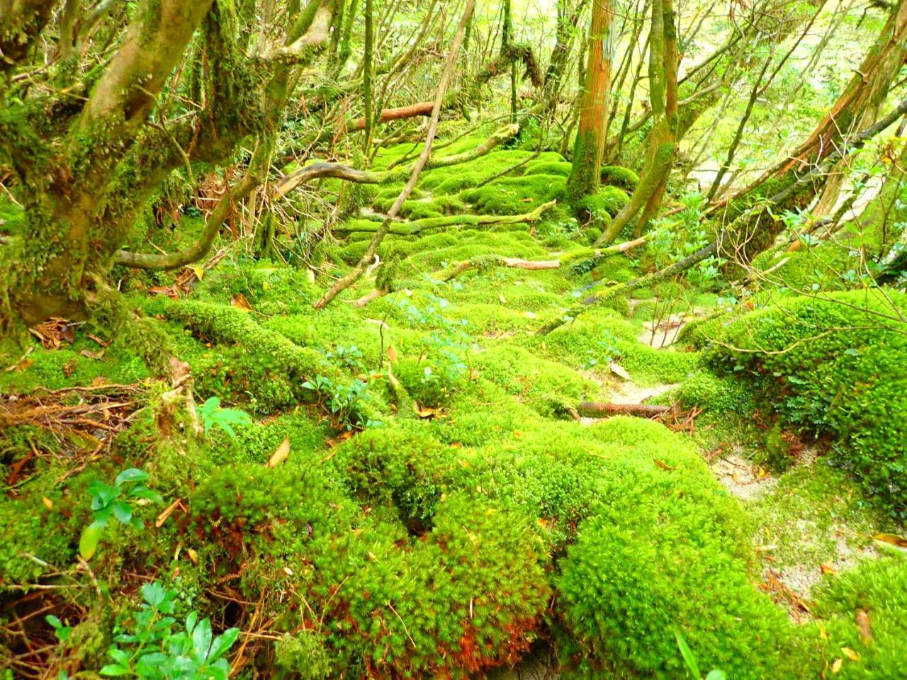 Yakushima Cottage Morino Fairy All Cotage With Open-Air Bath Extérieur photo